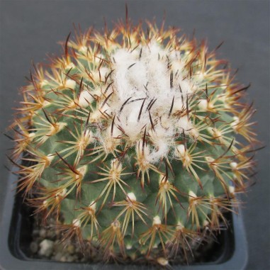 Turbinicarpus saueri subsp. ysabelae