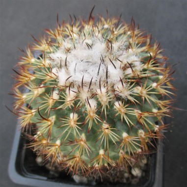 Turbinicarpus saueri subsp. ysabelae