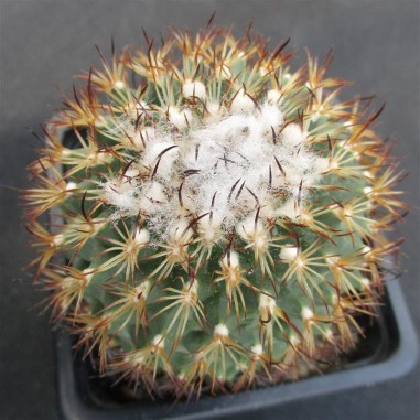 Turbinicarpus saueri subsp. ysabelae