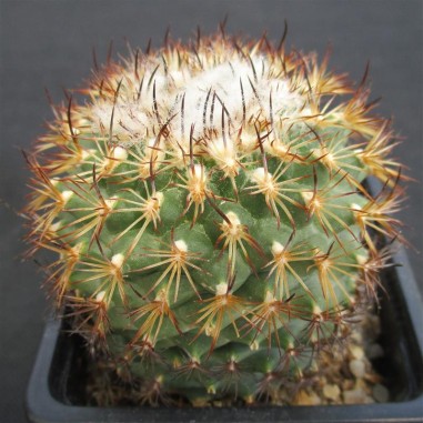 Turbinicarpus saueri subsp. ysabelae