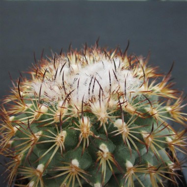 Turbinicarpus saueri subsp. ysabelae