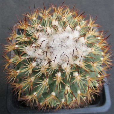 Turbinicarpus saueri subsp. ysabelae