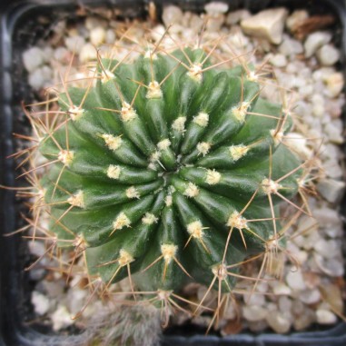 Echinopsis ancistrophora