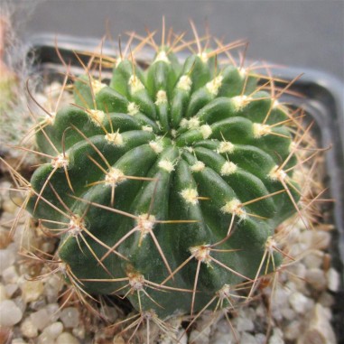 Echinopsis ancistrophora