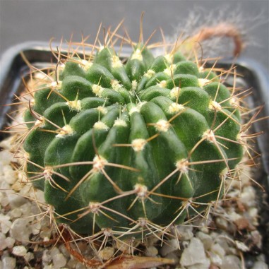 Echinopsis ancistrophora