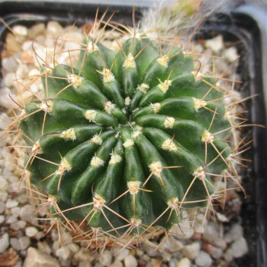 Echinopsis ancistrophora