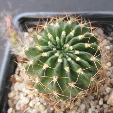 Echinopsis ancistrophora