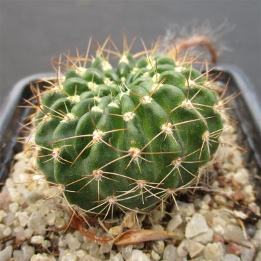 Echinopsis ancistrophora