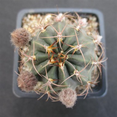 Lobivia haematantha subsp hualfinensis