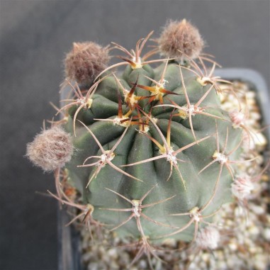 Lobivia haematantha subsp hualfinensis