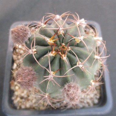 Lobivia haematantha subsp hualfinensis