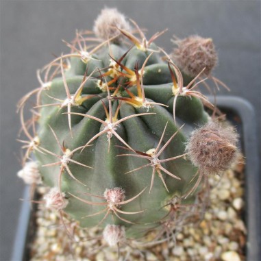 Lobivia haematantha subsp hualfinensis