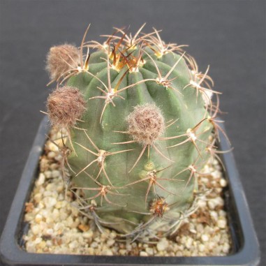 Lobivia haematantha subsp hualfinensis