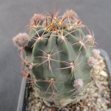 Lobivia haematantha subsp hualfinensis