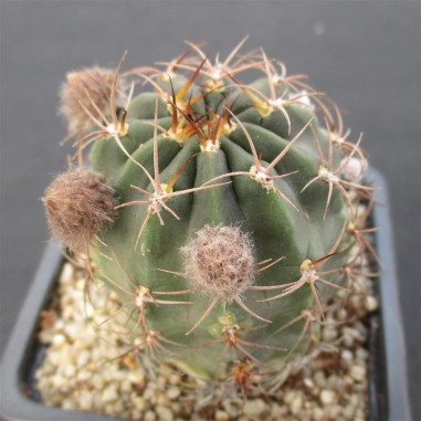 Lobivia haematantha subsp hualfinensis