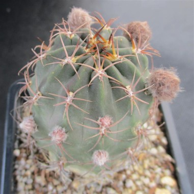 Lobivia haematantha subsp hualfinensis