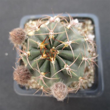 Lobivia haematantha subsp hualfinensis