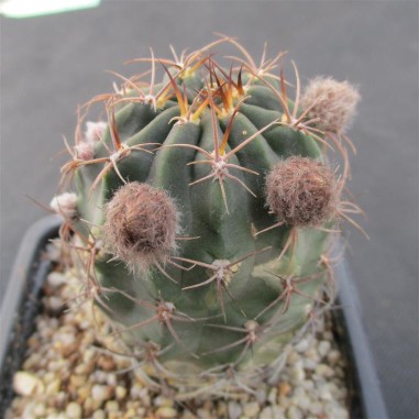 Lobivia haematantha subsp hualfinensis