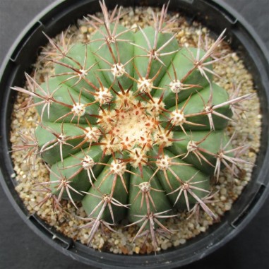 Melocactus conoideus