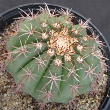 Melocactus conoideus