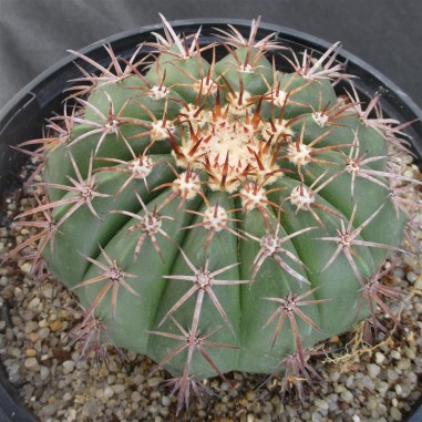 Melocactus conoideus