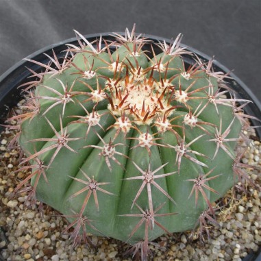 Melocactus conoideus