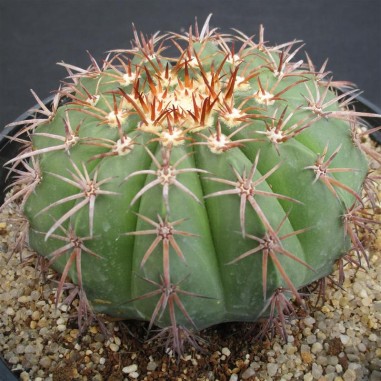 Melocactus conoideus