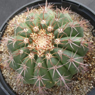 Melocactus conoideus