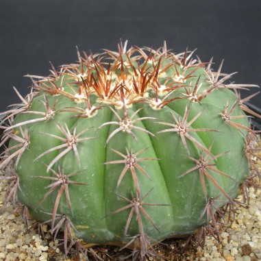 Melocactus conoideus