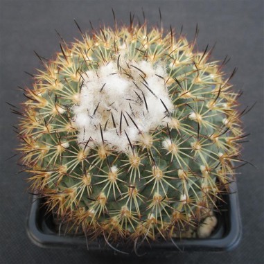 Turbinicarpus saueri subsp. ysabelae