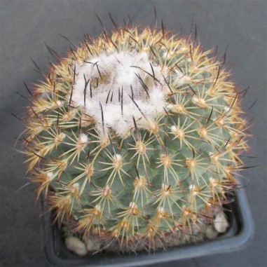 Turbinicarpus saueri subsp. ysabelae