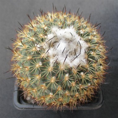 Turbinicarpus saueri subsp. ysabelae