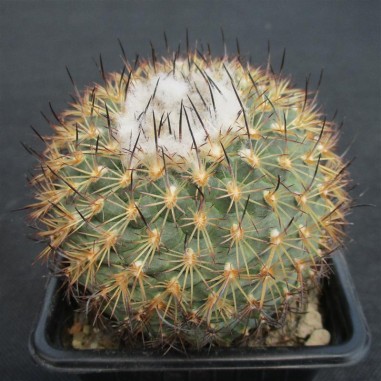 Turbinicarpus saueri subsp. ysabelae