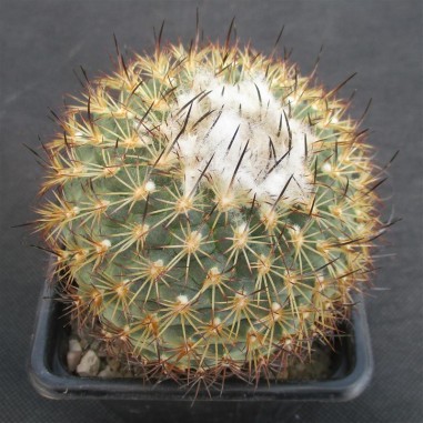 Turbinicarpus saueri subsp. ysabelae