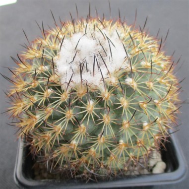 Turbinicarpus saueri subsp. ysabelae