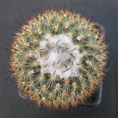 Turbinicarpus saueri subsp. ysabelae