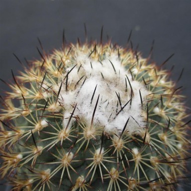 Turbinicarpus saueri subsp. ysabelae