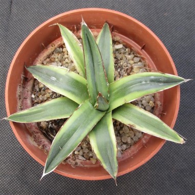 Agave regina victoriae variegata