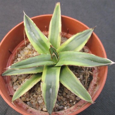 Agave regina victoriae variegata