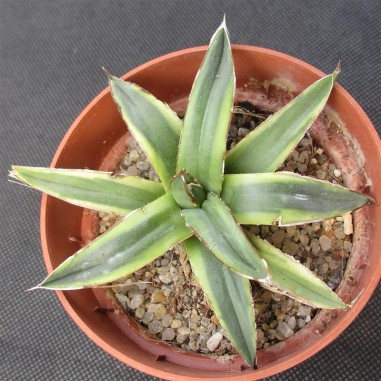 Agave regina victoriae variegata