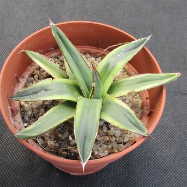 Agave regina victoriae variegata