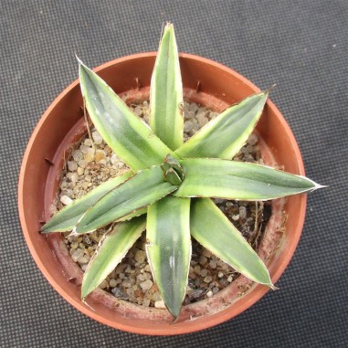 Agave regina victoriae variegata