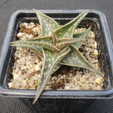 Aloe cha cha