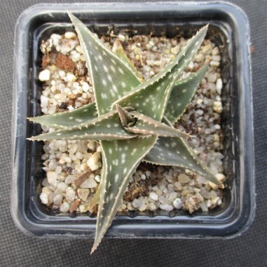 Aloe cha cha