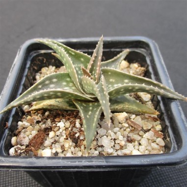 Aloe cha cha