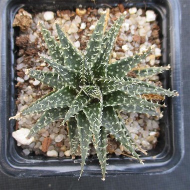 Aloe descoingsii x haworthioides