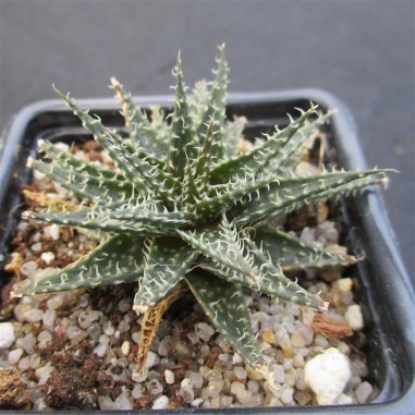 Aloe descoingsii x haworthioides