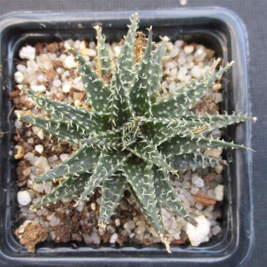 Aloe descoingsii x haworthioides