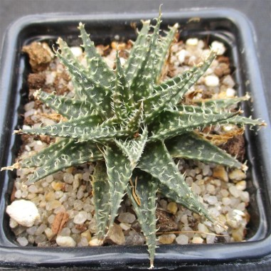 Aloe descoingsii x haworthioides