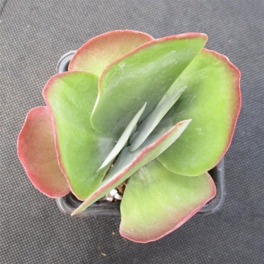 Kalanchoe thyrsiflora